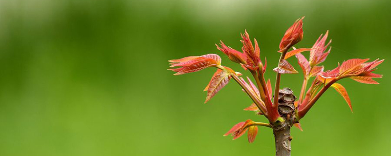 香椿樹(shù)種植最佳時(shí)間