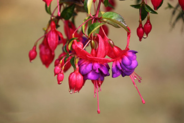 這種“花”，渾身長(zhǎng)滿小燈籠，家里有一盆，全家喜洋洋