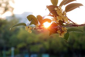 桂花的花語和文化象征