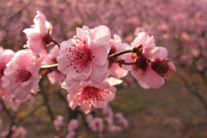 美人梅的花語(yǔ)和文化背景