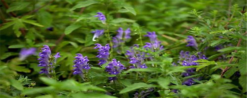 黃芩的種植方法及條件，種植幾年能收獲