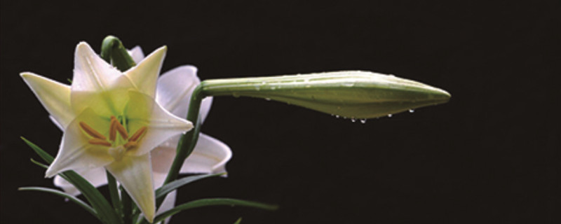 百合種植方法和時(shí)間，花后怎么處理