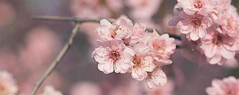 梅花怎么種植和養(yǎng)護(hù)，怎么繁殖