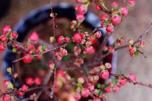 過(guò)年逛“花市”，這“3種”花要避開(kāi)，買回家根本養(yǎng)不活！