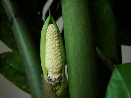 金錢樹開花