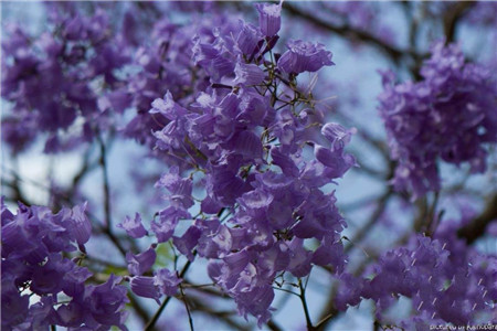 藍花楹