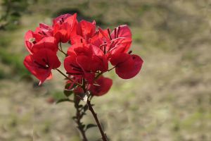 “三角梅”冬天這么養(yǎng)，零下也能冒“花苞”，花開滿盆都羨慕！