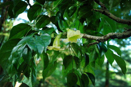 小萼菜豆樹