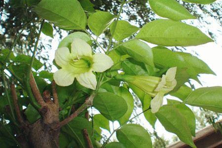 還是幸福花