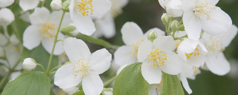 茉莉花可以放在臥室嗎