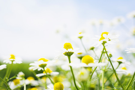 關(guān)于菊花的民間故事