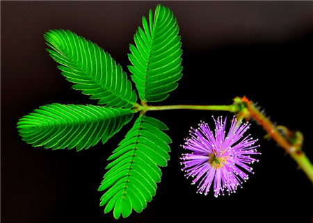 居家養(yǎng)花植物不能亂擺放