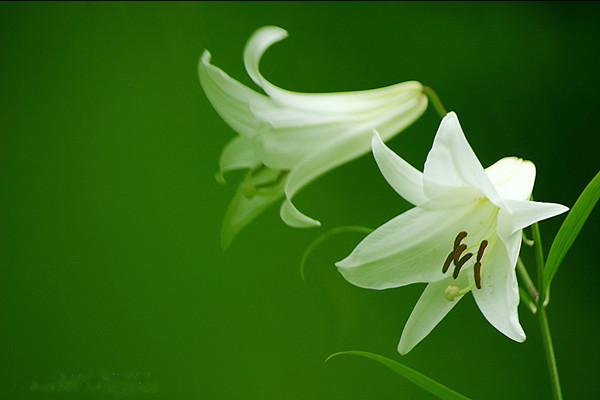 居家養(yǎng)花植物不能亂擺放