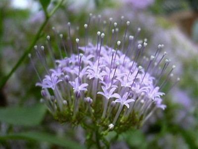 夕霧花