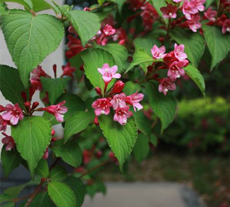 錦帶花的園林價(jià)值