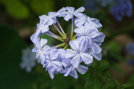 藍(lán)花丹的觀賞價值