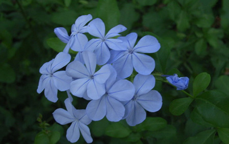 藍(lán)花丹的藥用價值