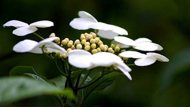 瓊花的花語及傳說