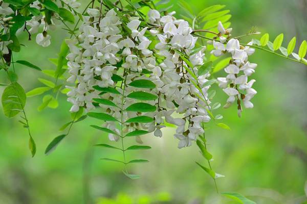 槐花茶-生活養(yǎng)生不可少