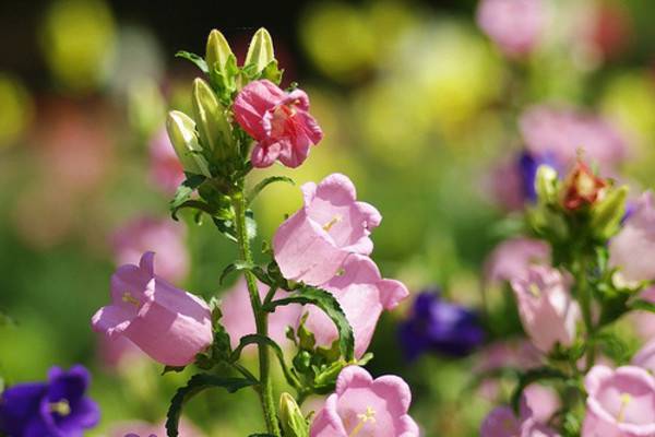 風(fēng)鈴草的花語及傳說