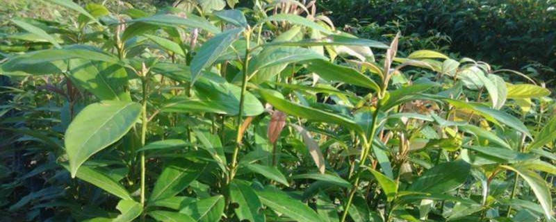 金絲楠木種植條件