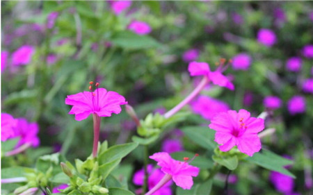 鳳仙花的花語