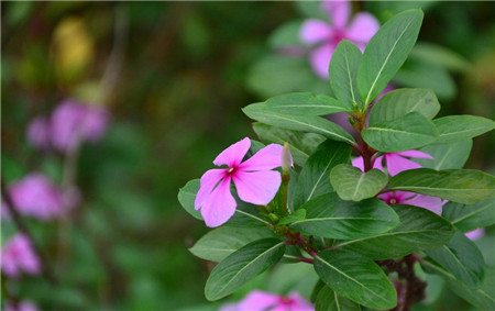 長(zhǎng)春花的花語