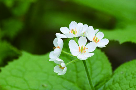 山荷葉花