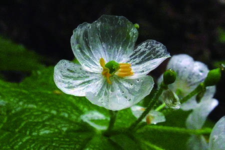 山荷葉花