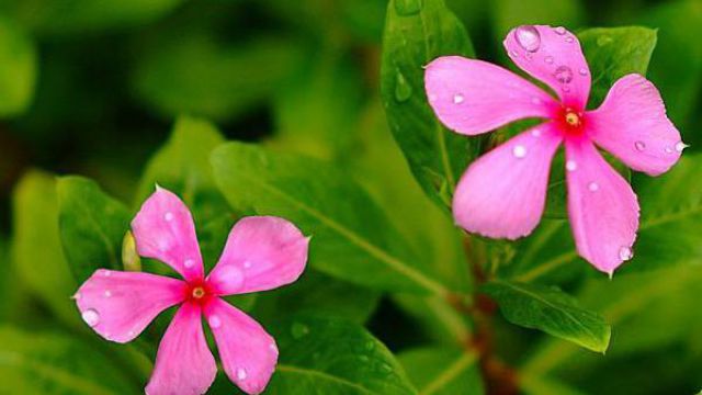 長(zhǎng)春花的花語及傳說