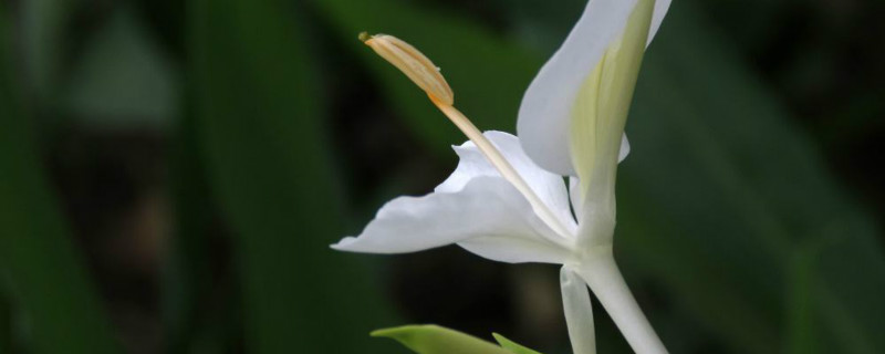 姜花適合在家庭養(yǎng)殖嗎，什么時候開花