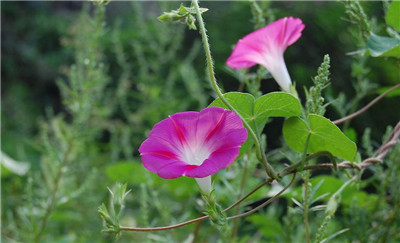 夕顏花的花語