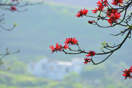 刺桐花