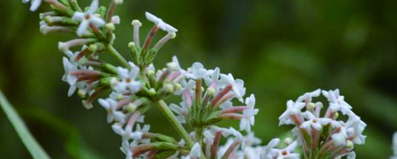 密蒙花什么時(shí)候開(kāi)花