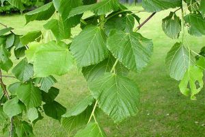 假期戶外旅行——6種植物可救命