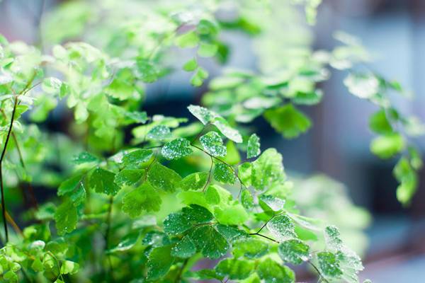 霧霾天氣，你家里養(yǎng)吸毒植物了嗎？