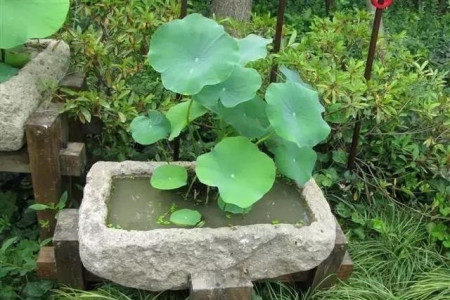 水生植物