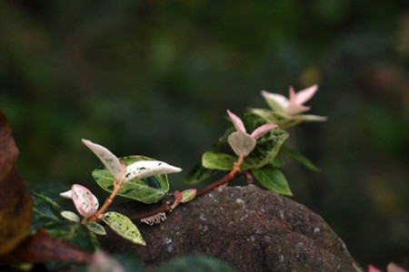 花葉絡石