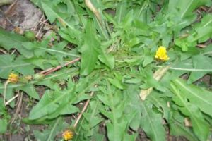 天冷就吃這種“野菜”，種子撒一把，30天長成一盆