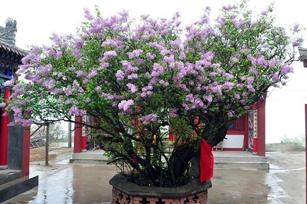 養(yǎng)花就用“它們”，抓一把扔土里，開(kāi)出100朵花骨朵