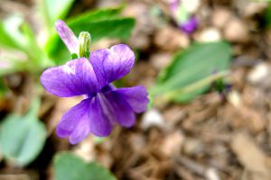 這種“花”，遇見之后別睬它，在醫(yī)生那里，它可是寶貝