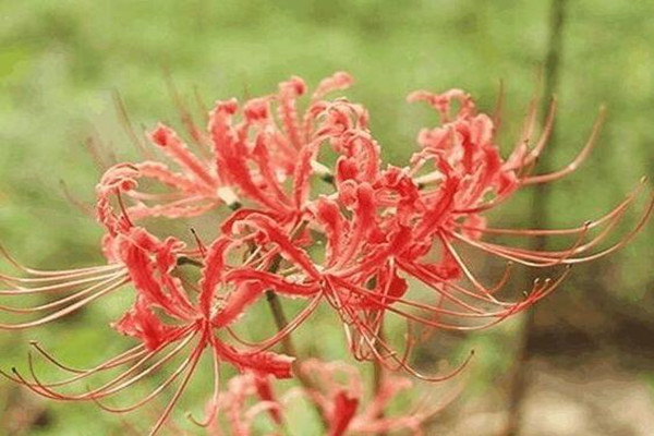 這花有花無葉，有葉無花，被稱作“死亡之花”！