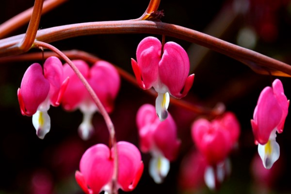 秋冬季節(jié)馬上來(lái)，家里養(yǎng)幾盆“凍不死”花卉，再冷也能賞花！