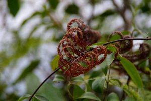 別看這種植物“丑”，市場(chǎng)上都搶不著，營(yíng)養(yǎng)比燕窩還高！