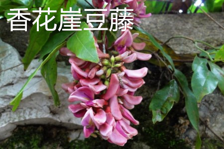 香花崖豆藤