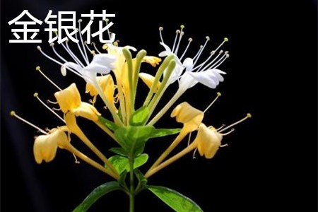 金銀花花.jpg