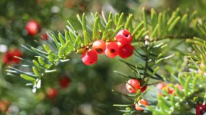 粗榧和紅豆杉的區(qū)別