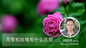 月季和玫瑰有什么區(qū)別