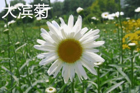 大濱菊，花.jpg