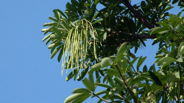 糖膠樹和石楠的區(qū)別